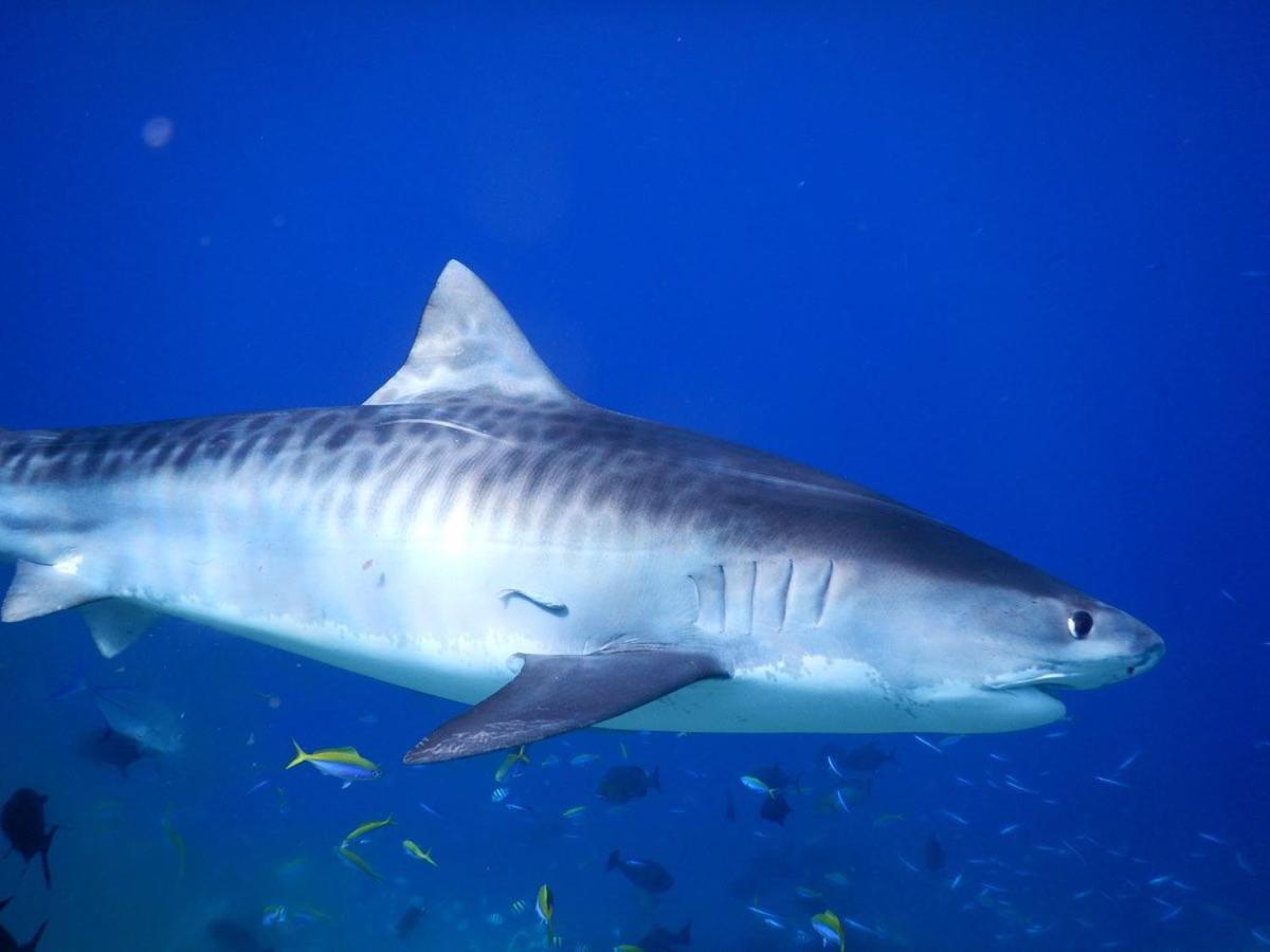 Charming Holiday Lodge- Addu Atoll Meedhoo, Maldives Exteriör bild